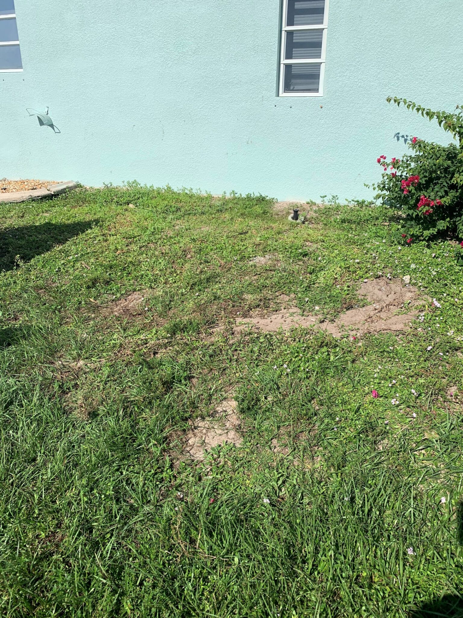 Cleaned yard next to house in cape coral Florida